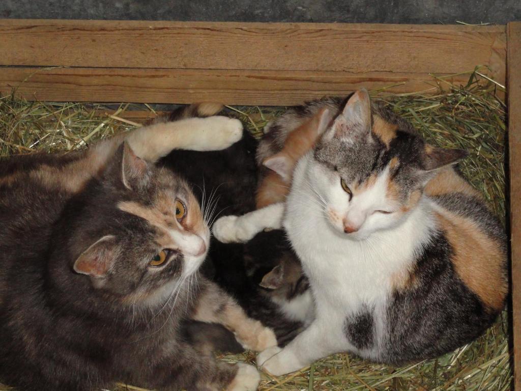 Baby- Und Kinderhof Aicherbauer Seeham Kültér fotó