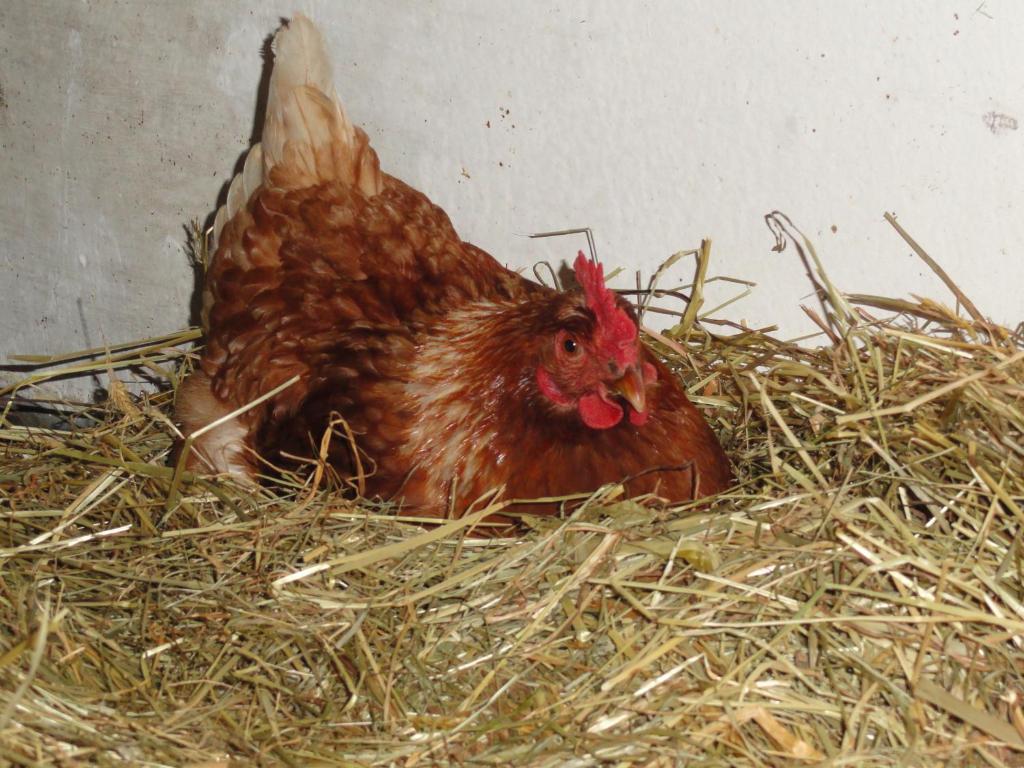 Baby- Und Kinderhof Aicherbauer Seeham Kültér fotó